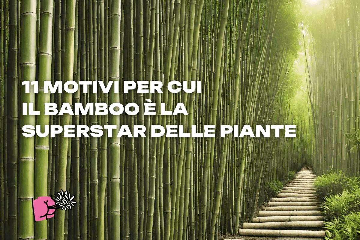 11 motivi per cui il bamboo è la superstar delle piante